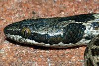 Northern Desert Nightsnake