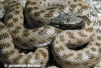 San Diego Night Snake