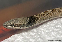 California Nightsnake