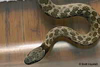 California Nightsnake