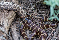 california kingsnake