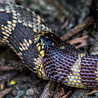 california kingsnake