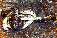 california kingsnake