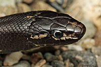 California Kingsnake