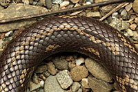 California Kingsnake