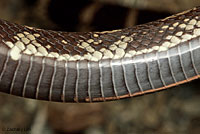 California Kingsnake