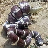 Great Basin Gopher Snake