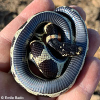 California Kingsnake