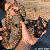 California Kingsnake