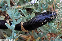 California Kingsnake