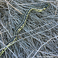 California Kingsnake