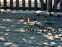 california kingsnake