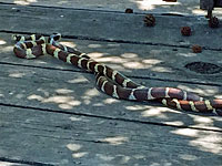 california kingsnake