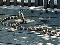 california kingsnake