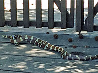 california kingsnake