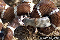 california kingsnake