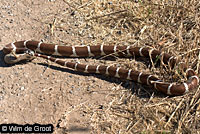 california kingsnake