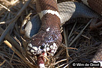 california kingsnake