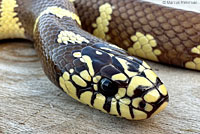 california kingsnake