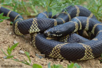 California Kingsnake