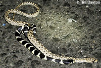 california kingsnake