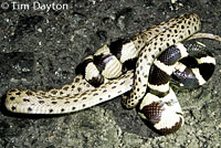 california kingsnake