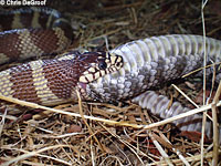 california kingsnake