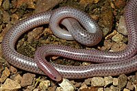 Desert Threadsnake