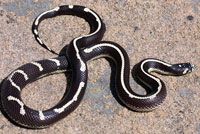 California Kingsnake