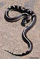 California Kingsnake