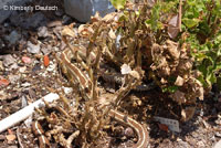 California Kingsnake