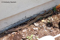 california kingsnake