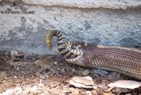 California Kingsnake