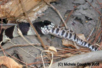 California Kingsnake