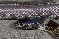 California Kingsnake