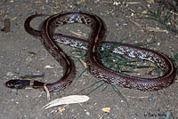 California Kingsnake