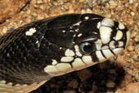 california kingsnake