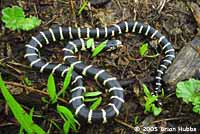 California Kingsnake