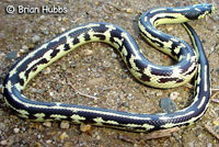 California Kingsnake