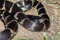 California Kingsnake