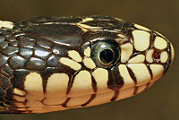 california kingsnake