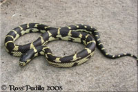 California Kingsnake