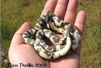 California Kingsnake