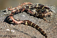 california kingsnake