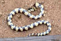 california kingsnake