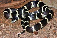 california kingsnake