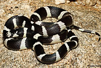 california kingsnake