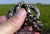 California Kingsnake