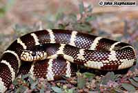 California Kingsnake