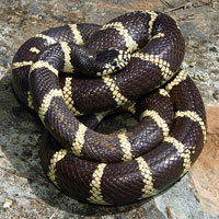 california kingsnake